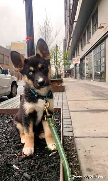 TWO puppies stolen yesterday at gunpoint - Pablo in Shaw and Bruno in Brightwood Park - PoPville