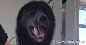 Seized Dogs Doing Well In Foster Care Through Greater Moncton SPCA - country94.ca