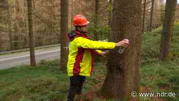 IG Bau fordert mehr Stellen für Försterinnen und Förster - NDR.de