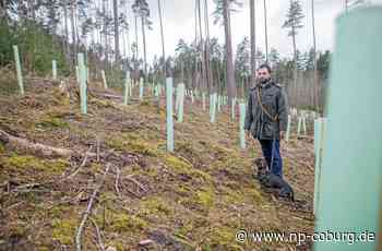 Aufforstung - Die Mischung macht den Zukunftswald - Neue Presse Coburg