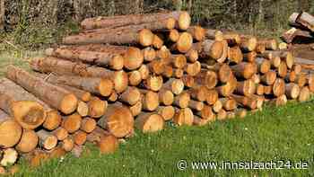 Holzdiebe im Landkreis Mühldorf – Wie sich Staatsforsten und Waldbesitzer dagegen schützen