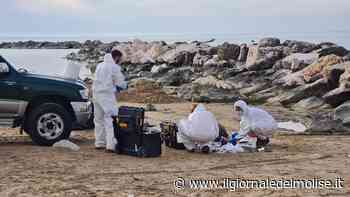 Delfino incastrato tra gli scogli sulla spiaggia di Termoli: sul posto gli operatori dell'Istituto Zooprofilattico e gli uomini della Capitaneria di Porto - Il Giornale del Molise