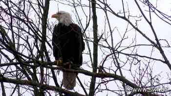 Weißkopfseeadler Mara in Weinheim wieder entdeckt - SWR Aktuell