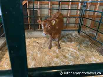 Students learn where their food comes from at 'Bite of Brant' - CTV News Kitchener
