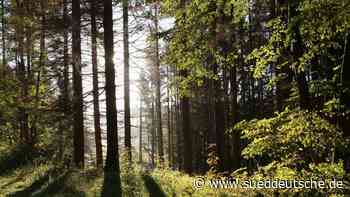 Holz - Potsdam - Wieder etwas mehr Holz in Brandenburg gefällt - Wirtschaft - SZ.de - Süddeutsche Zeitung - SZ.de
