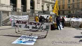 VIDÉO - Des poules lâchées devant le palais de justice de Nice contre les mesures anti grippe aviaire - France Bleu