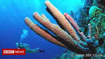 Scientists map Caribbean coral reefs to tackle climate change