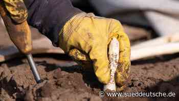 Frischer Spargel aus Sachsen schon zu Ostern erhältlich - Süddeutsche Zeitung - SZ.de