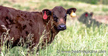 Costs, benefits of renovating fescue pastures