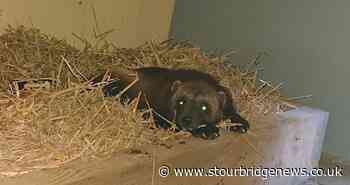 Meet Helga, Dudley Zoo's newest arrival | Stourbridge News - Stourbridge News