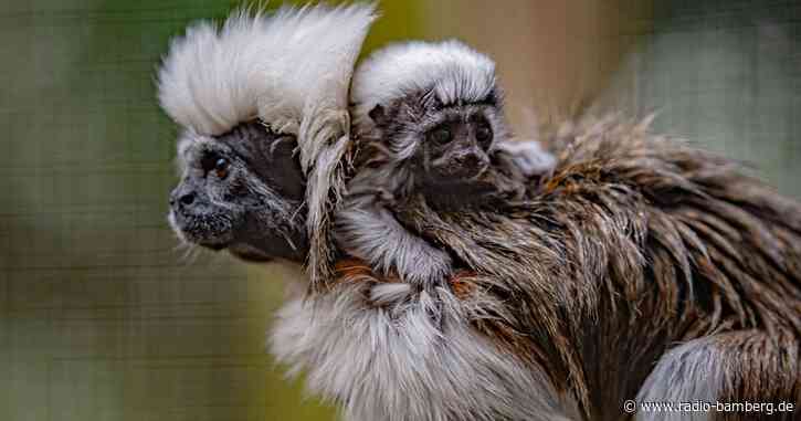 Winziger Affe in englischem Zoo geboren