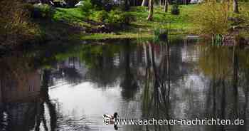 Kommentar zu Küken am Hangeweiher: Rettende Idee muss her!