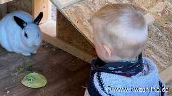 Expertin aus Halen klärt auf: Wenn Kinder ein Kaninchen haben möchten - Nordwest-Zeitung