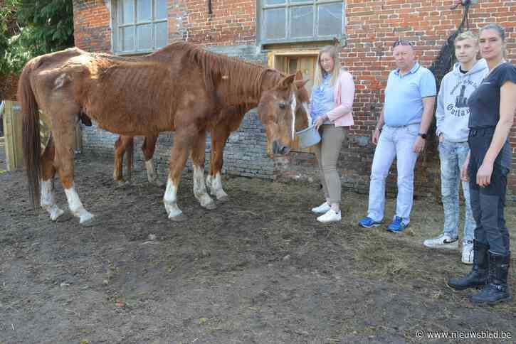 “Had ik dit geweten, dan had ik Windsor nooit verkocht” Ex-eigenaar Lambert (59) emotioneel bij hereniging met verwaarloosd paard