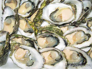 Los ostiones nayaritas libres de contaminación - Meridiano.mx