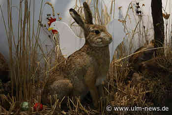 Hennensuche im Museum