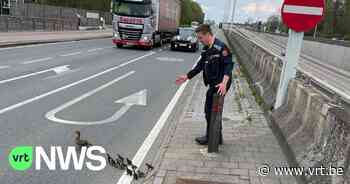 Brandweerman helpt eend met kuikentjes over op de Boomsesteenweg in Aartselaar - VRT NWS