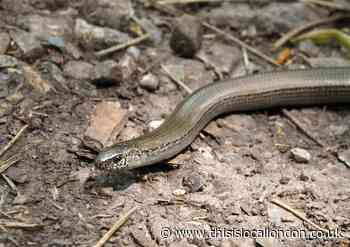 REDBRIDGE: Slow-worm saviours