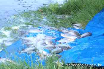 1 tonelada de peixes foram soltos em lago de Trindade para população - Diário de Goiás