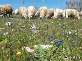 Bari, a lezione dai pastori: l'Università inaugura un corso sulla Murgia - Telebari