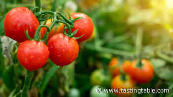 How One Gardener Broke His Own Guinness World Record - Tasting Table