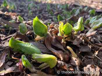 THE SELF-TAUGHT GARDENER: Spring - theberkshireedge.com