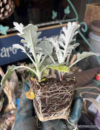 Creek Count Master Gardener: The Frugal Gardener Part 2 - Sapulpa Times