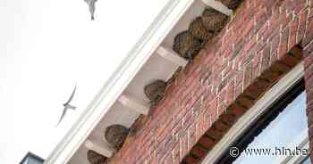 Schoorsteenveger (52) kritiek na val van dak in Moorslede - Het Laatste Nieuws