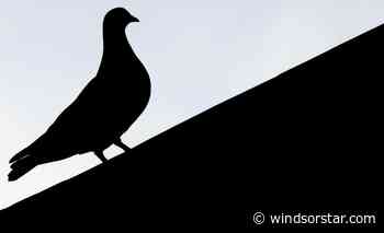 Bird flu: Outbreak detected near Durham as number of affected Ontario farms hits 14 - Windsor Star