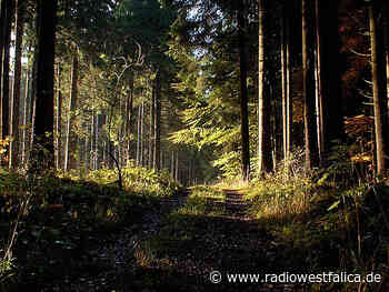 Kreis Minden-Lübbecke: Weiterhin Vorsicht bei Waldspaziergängen - Radio Westfalica