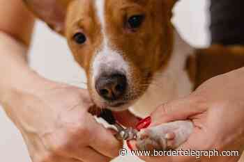 Selkirk: Ex-hairdressers could become a dog grooming salon - Border Telegraph