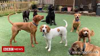 Boom time for dog walkers, sitters and trainers