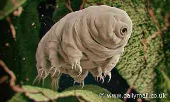 Tardigrades can hitch-hike on snails to travel longer distances