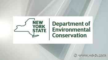 Alligator in Amherst leads to charges against two people