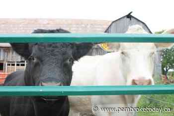 COMMUNITY SPOTLIGHT: Farms Open event planned in Renfrew County for September of 2022 - PembrokeToday.ca