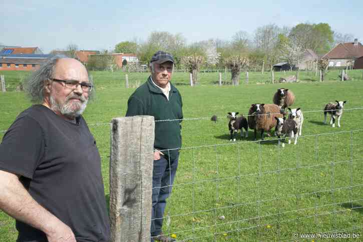 Hobbyboeren Albert (79) en Herman (66) in zak en as na passage schapendoders: “Ze sneden mijn ooi ter plaatse de keel over”