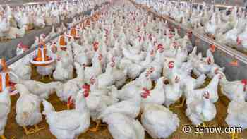 Saskatchewan government order restricts movement of poultry - paNOW