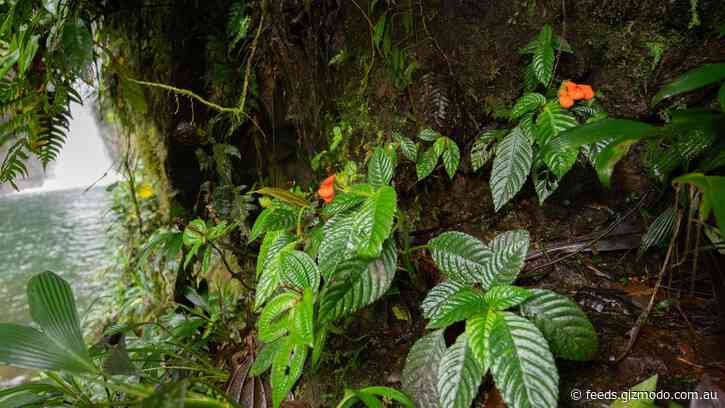 Plant Literally Named Extinctus Is Back, Baby