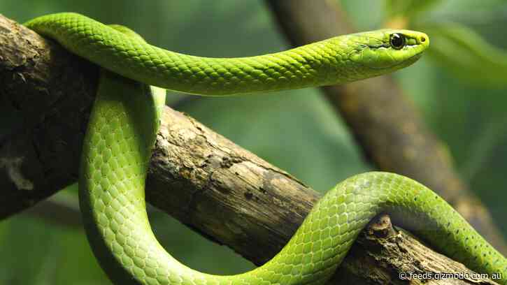 You’ll Never Guess How a Man With 124 Snakes In His Home Died