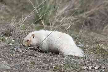 Kamloops photographer captures photos of rare albino marmot | iNFOnews | Thompson-Okanagan's News Source - iNFOnews