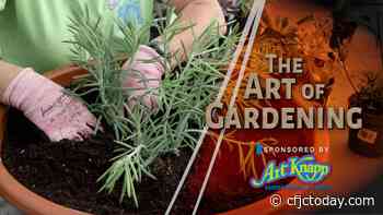 Art of Gardening – Succulent Year-round Planter - CFJC Today Kamloops