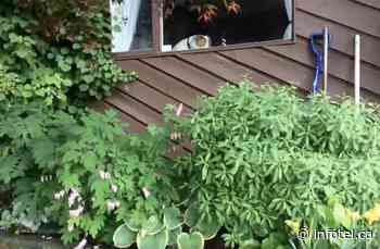 iN VIDEO: Watch 12 months of Kamloops garden's life in 12 seconds | iNFOnews | Thompson-Okanagan's News Source - iNFOnews