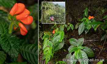 Lost South American wildflower is rediscovered in the foothills of the Andes mountains 