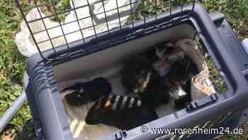 Sieben Meerschweinchen nahe der Mangfall in Rosenheim ausgesetzt – So geht es den Tieren jetzt