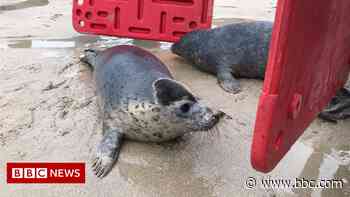 Seal pups released in Cornwall after rehab at sanctuary - BBC.com