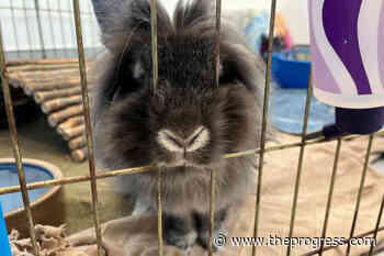 Abundance of bunnies sparks BC shelter appeal for foster homes – Chilliwack Progress - Chilliwack Progress