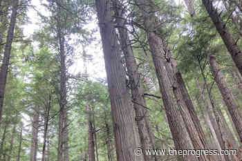 Indigenous harvesters concerned with plan to spray glyphosate on forests near Chilliwack and Hope – Chilliwack Progress - Chilliwack Progress