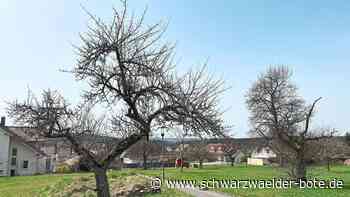 Baugebiet »Nagoldtalblick I« - Ebhäuser Ratsbeschluss trotz der langen Kritik-Liste - Schwarzwälder Bote