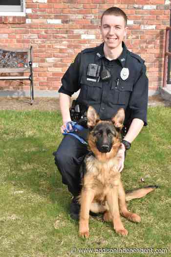 Meet Guinness: Brandon's newest police trainee - Addison County Independent