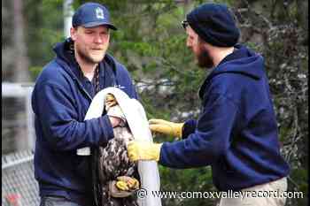 VIDEO: Rehabilitated eagle released back into the wild near Errington - Comox Valley Record